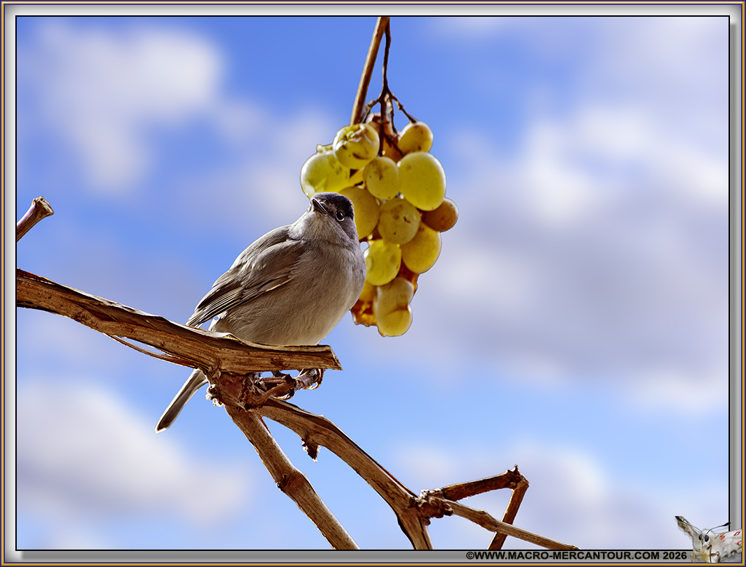 FAUVETTE &agrave; t&ecirc;te noire